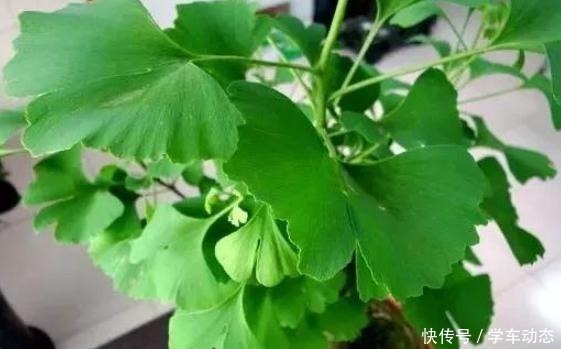 3类种子得捡回家,冬天将它扔水里,呼呼长成漂亮的绿植盆栽!