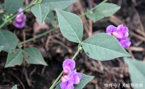 开紫花的草本植物