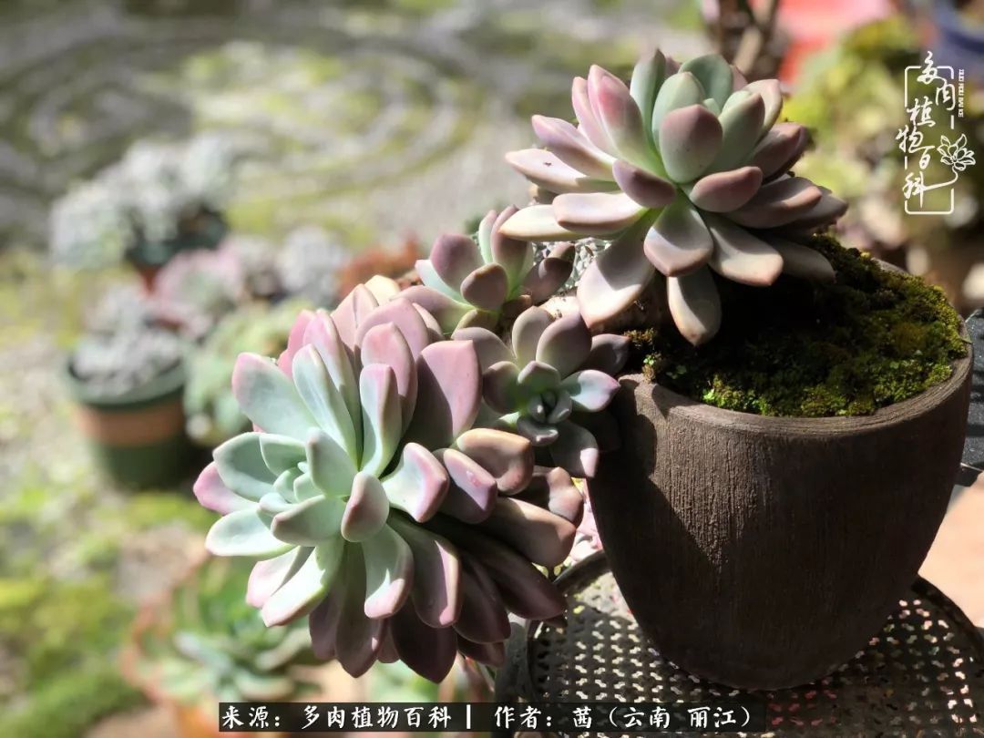 一年四季不同景，一院多肉陪我后半生！