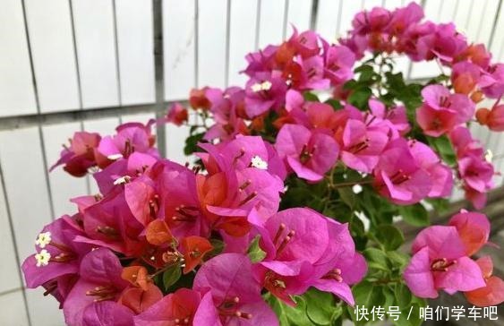 三角梅不控水依然开花爆盆,教你一个“小技巧”,开花一茬接一茬!