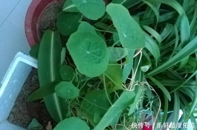 金丝荷叶花。不开花,看叶子也挺好看的