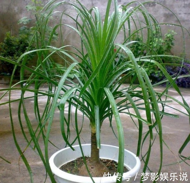 甲醛|人养花,花也养人,3种花养家里,专吸甲醛、二手烟,懒人最爱