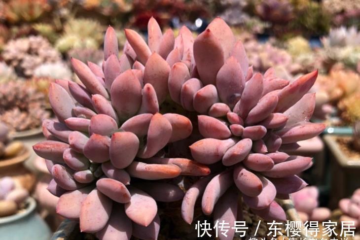 品种|炎炎夏日，我们来认识一下光听名字就很凉快的多肉——秋之霜