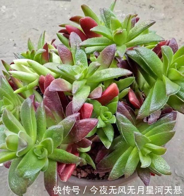 叶片|买回家的多肉盆栽''穿裙子''从3方面自查,学会一对一解决