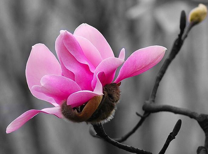 霉菌病毒|阳气一到,鼻气自通!一味中药专治鼻炎、鼻塞、鼻涕不断