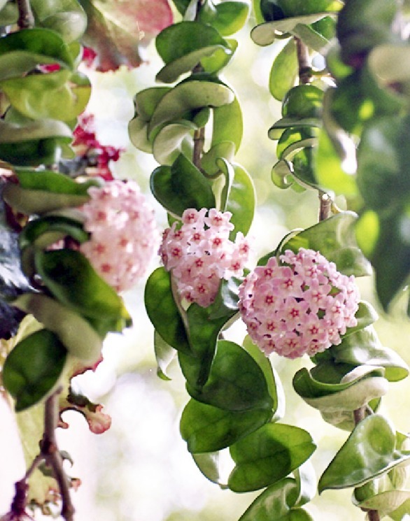 7种花要慎养,房前屋后都爬满,邻居有意见!