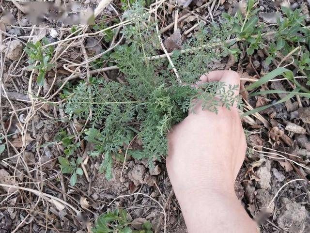 墙角下,有1种野生的“植物”,人称“播娘蒿”,结出的种子珍贵