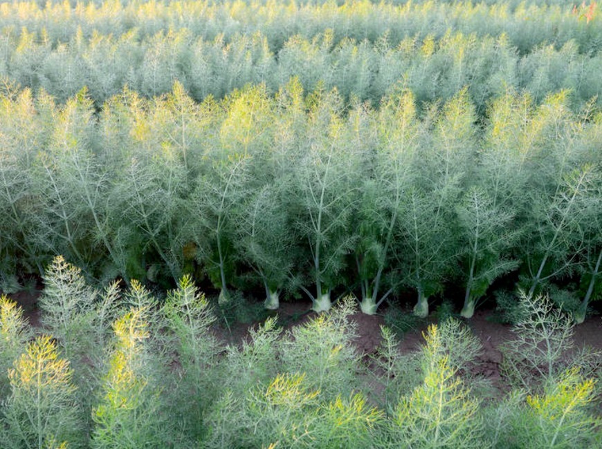 播种|小茴香种植做好一点，幼苗连连丰产，不仅增进食欲，还能包饺子！