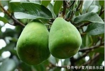 一种长在藤上的野果，药用价值高，功效强大，见过的是地道农村人