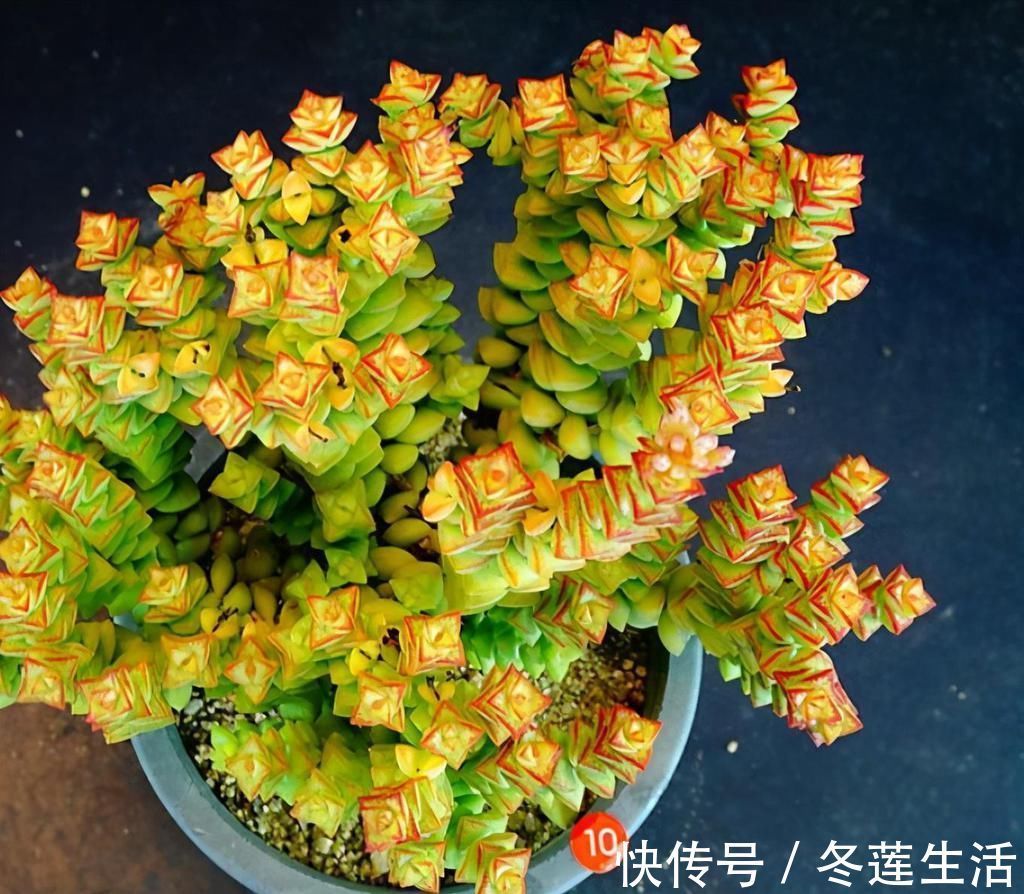 浇水|养多肉小米星，掌握“3秘诀”，叶片肥美，颜色好看得不得了