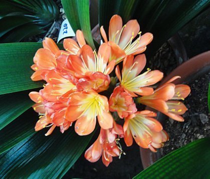 花生壳|养君子兰,学会使用这3种肥料,家家都有,促生长根系壮