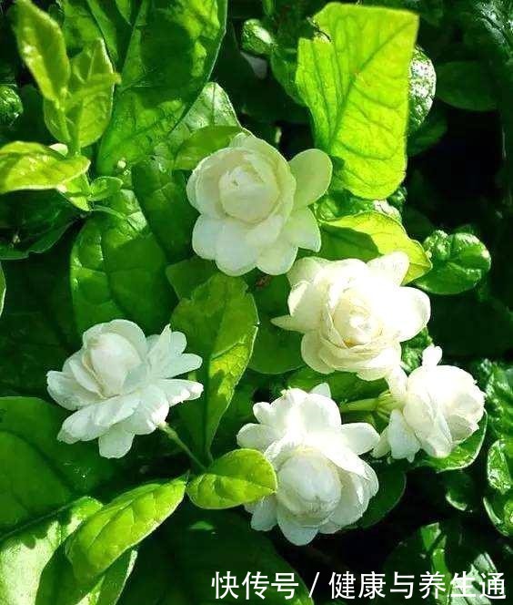 茉莉想多窜芽土里加“一料”,猛窜芽叶绿如绿,开出层叠群花!