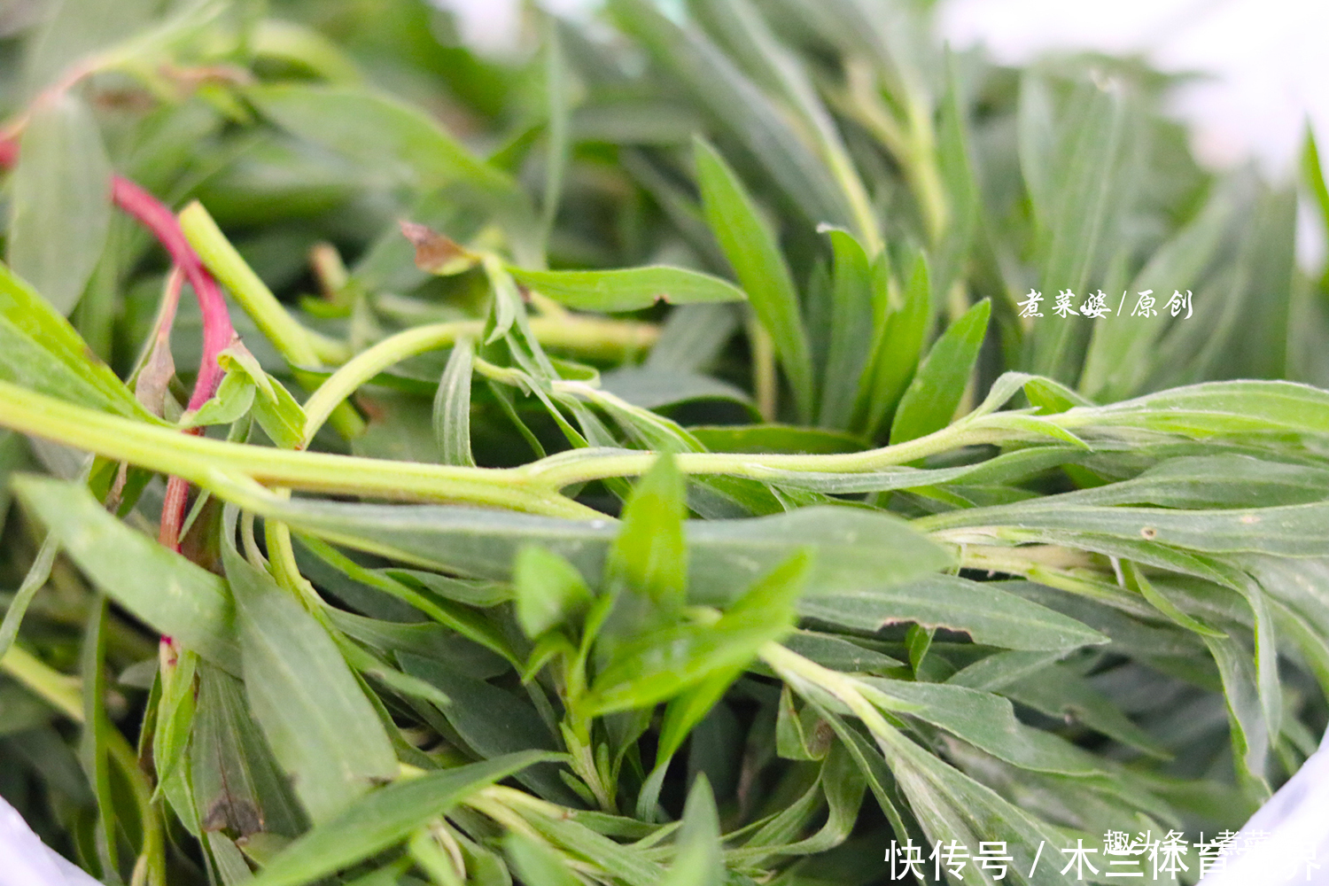 抓紧|此菜农村遍地生长不值钱,城里一斤4元,夏天抓紧吃,特别好吃