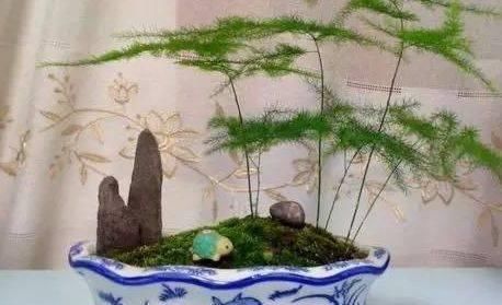 微景观|路边挖来的青苔，只需2个步骤，7天长成微景观，比买来的还漂亮