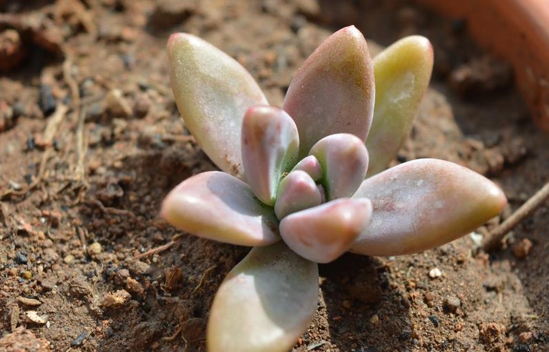 事项|养多肉秋丽，该怎么规避徒长？搞清楚注意事项，株型不出问题