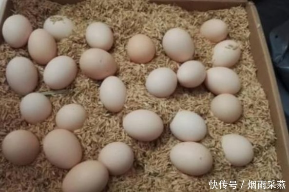 买鸡蛋，白壳比红壳好？养殖场大婶告诉你，牢记2点不被忽悠