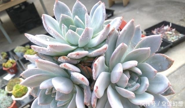 这几种多肉最贵的可以达到上万元,你家有几款