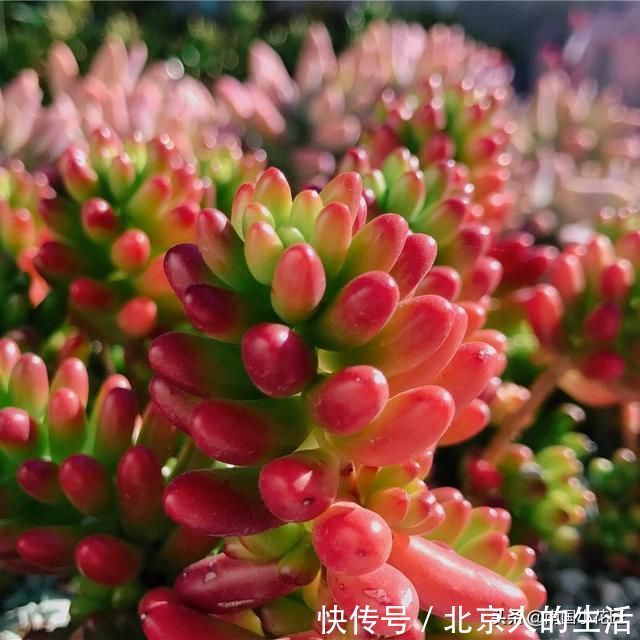 浇水|多肉盛夏“浇水经”1分钟学会,度夏不用愁,高温亦无忧