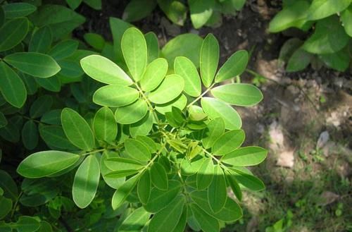  它是天然“化疮药”, 每天吃一点, 消肿化瘀, 痔疮肉球都不见