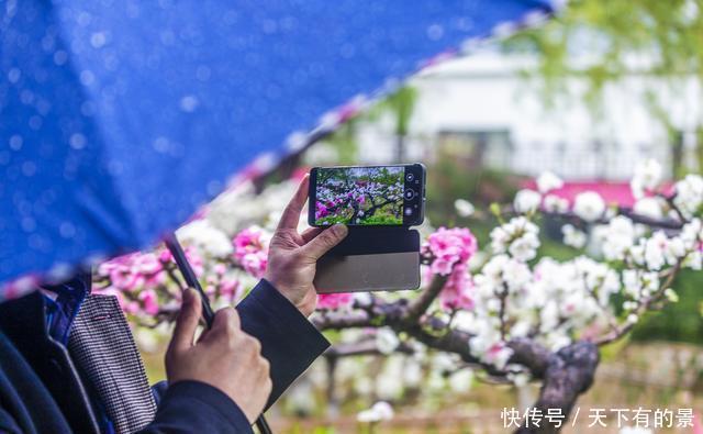 春雨碧桃花别样妖娆