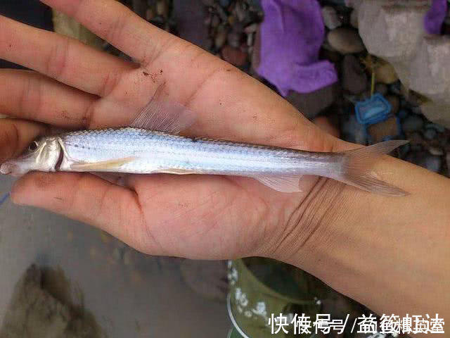 大别山下，淠水河中，此鱼甚多，我们本地人叫它“船钉”