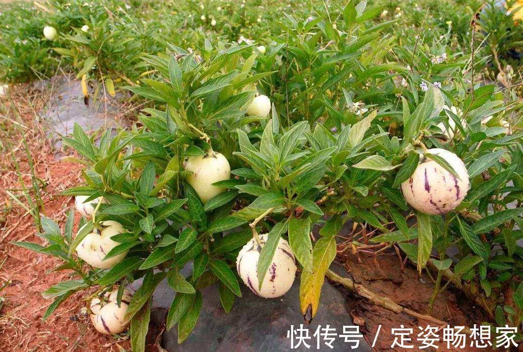 88年从新西兰引进,既是水果又是蔬菜,人称“长寿果”,吃过吗