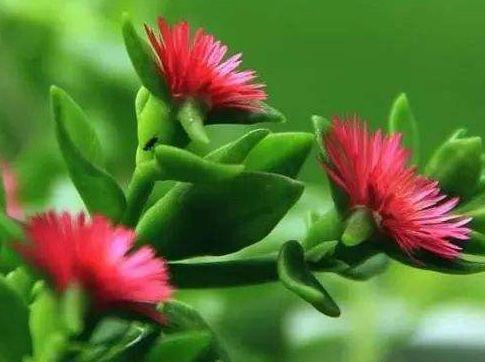 牡丹吊兰|农历7月6号起，最适合养这些花，花大色艳，花朵烂漫迷人