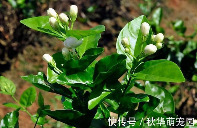 想要茉莉多开花,记住“十二字”口诀,一茬一茬开香花