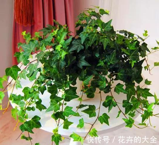 利于健康的“9种花”，株型雅致有格调，寓意“吉祥”有韵味
