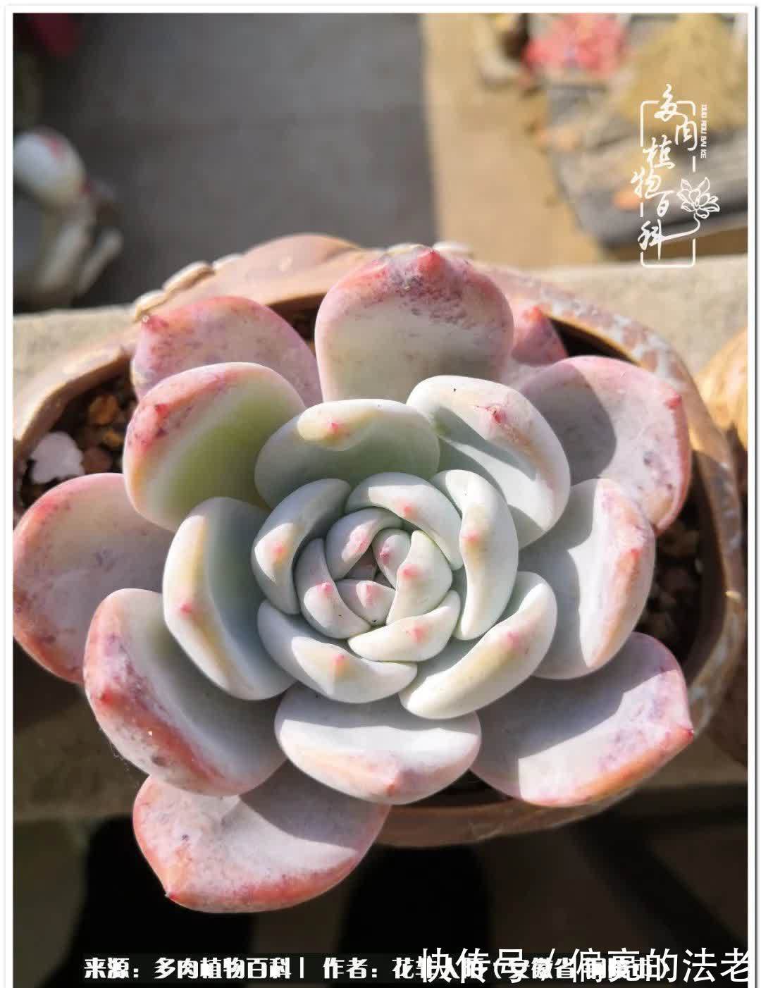 感恩遇见,感谢有你——多肉