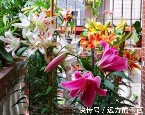 玉麒麟|4种花漂亮又好养,比牡丹好看,养上一盆四季欣赏,好养活还不贵