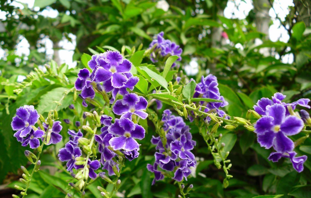 高温40度，6种花“尽情晒”，越晒越开花，密密匝匝一大盆，漂亮