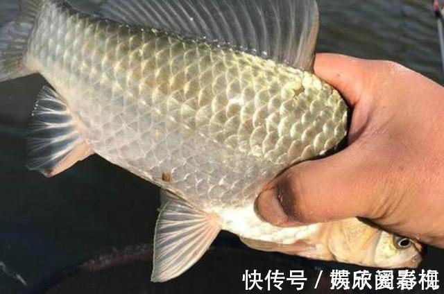 加点面|不打窝怎么钓好鱼?老司机直言:按我说的做,一支竿都钓不过来