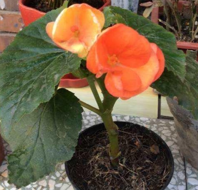 球兰|现在“种下”5种花,只需1片叶子,秋冬开满阳台,开花一茬接一茬