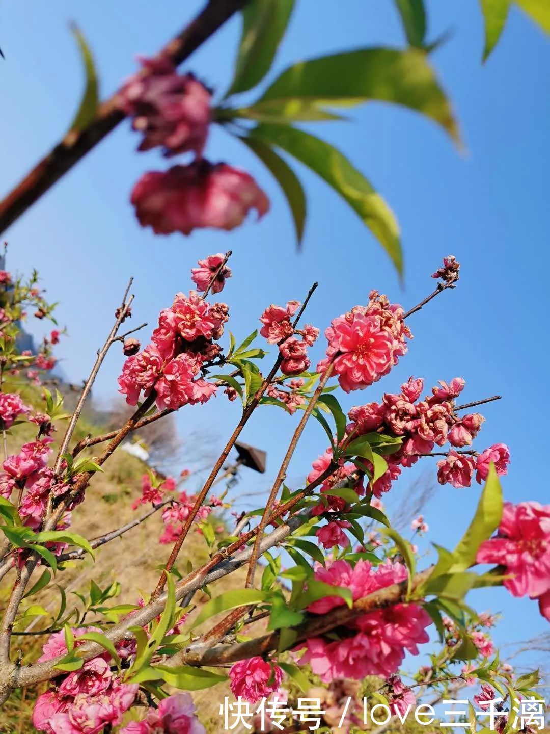 三千漓丨春风送暖百花开，正是赏景好时节