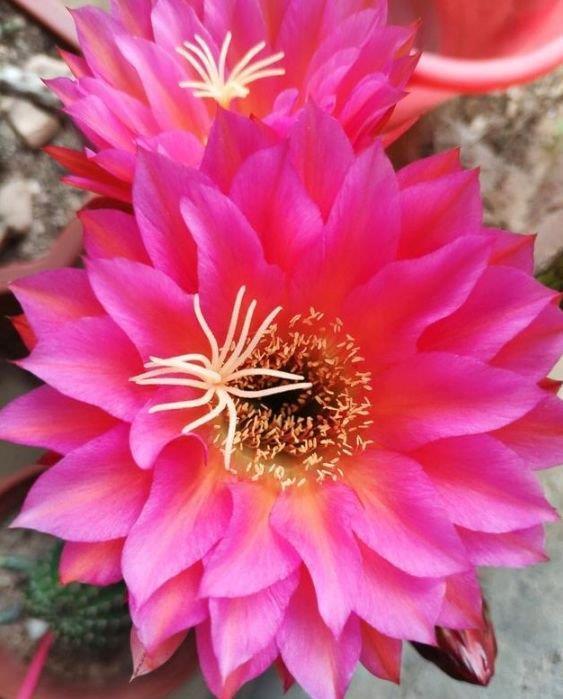 这几款小花,便宜又好养,堪称是“开花机器”,花色美轮美奂