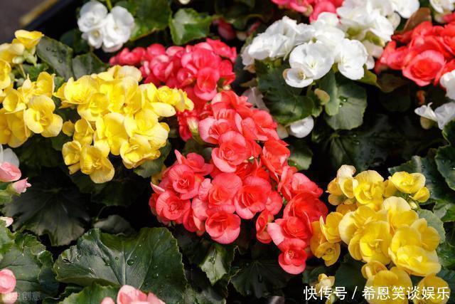 花草|“难养”花草名单已公布,是有些花友的最爱,劝你早放弃