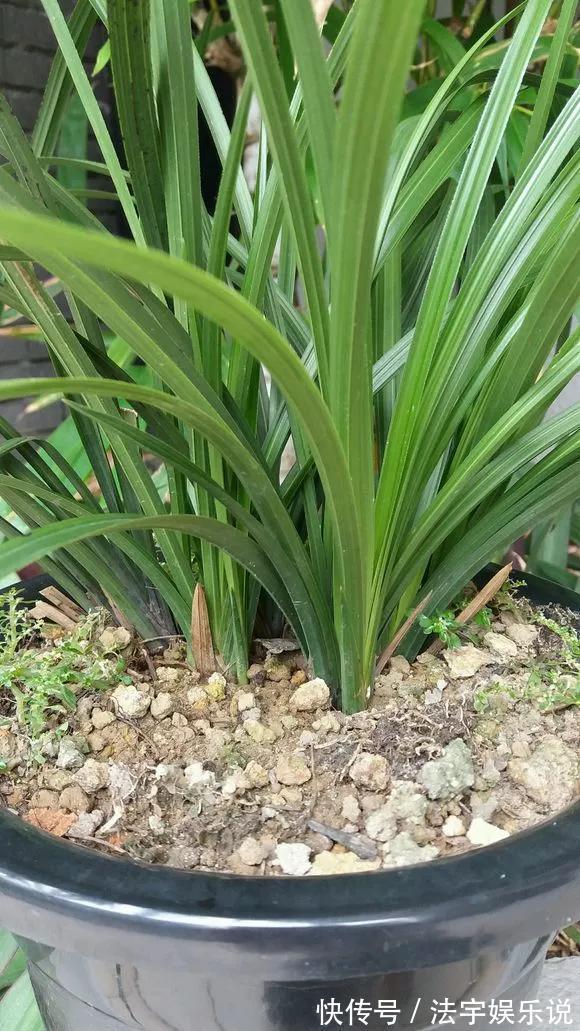 养花|淘米水啤酒水,真不如这种水,养花一绝,浇一盆旺一盆