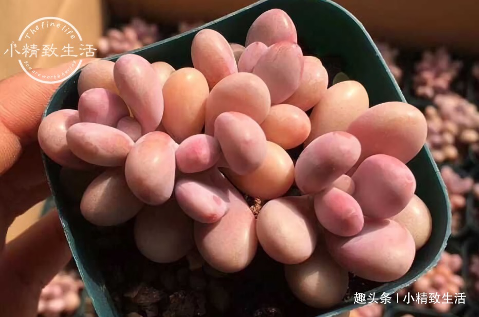 少犯这3错，浇水“反着来”，多肉才能健康生长，越养越胖