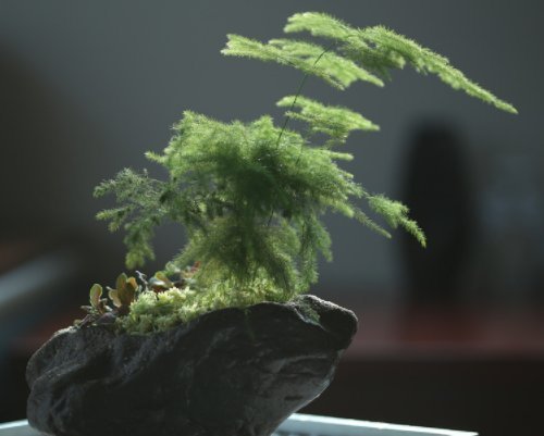 一大|养好文竹掌握4个要点,轻松告别干尖黄叶,郁郁葱葱一大丛