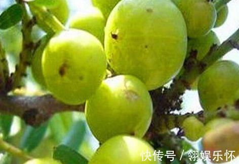 芝麻油拌食|人到中年,3种食物轮着吃,补充营养,排毒护肤,美容肌肤