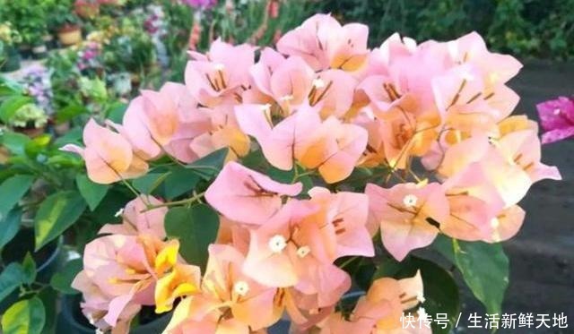 想让三角梅变“开花机器”,注意这几点,叶片不黄,花开不断!