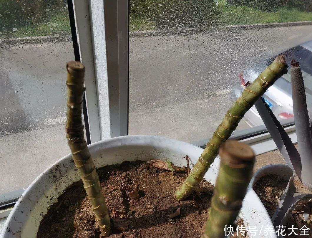 7种花，现在要砍头，冲天炮变成爆炸头