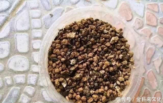 花盆里放两种杂物,花很好,没有虫子,土壤也不结实,气势旺盛