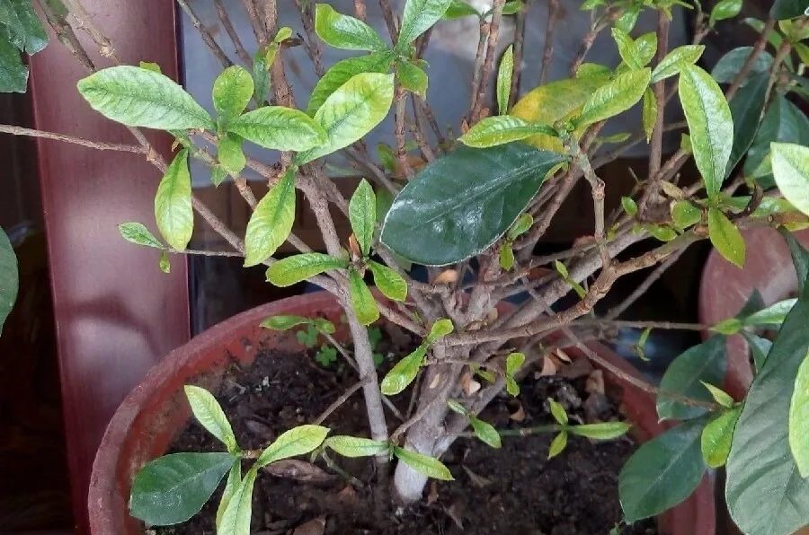 花养成光杆司令，别扔了、还有救，3天起死回生！