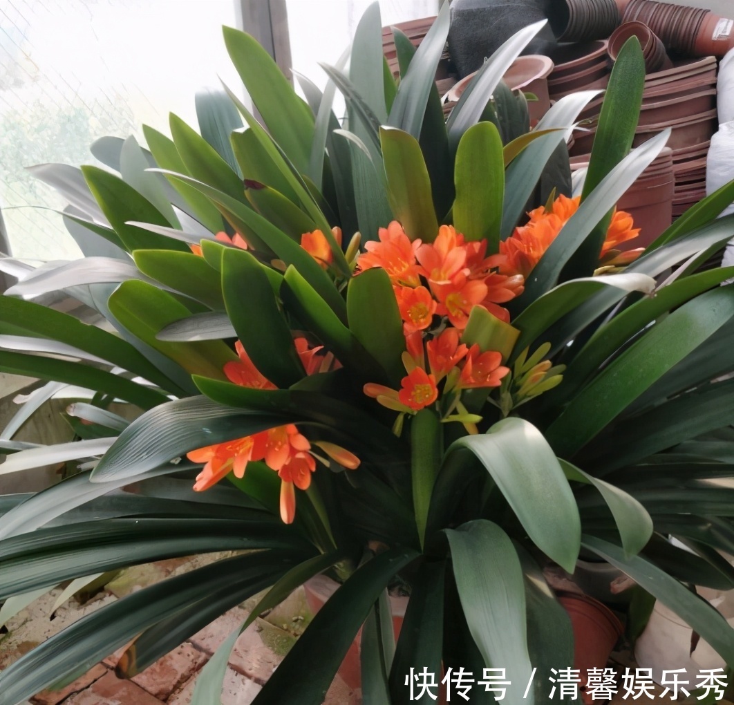 君子兰有“四爱”知道么?这是养好它的关键,也能轻松养开花