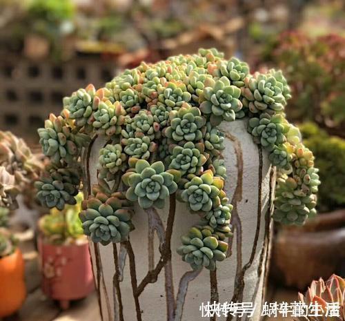 养护|夏天养这4种花,千万别淋雨,一沾水就黄叶掉花苞,记得搬进屋