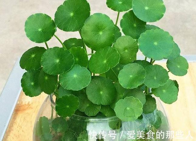 铜钱草叶片发软，黄叶怎么办，教你4招小技巧，简单又很奏效