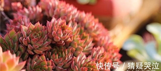 多肉植物中的爆盆之王女雏,人称小荷花,出了状态美得令人陶醉