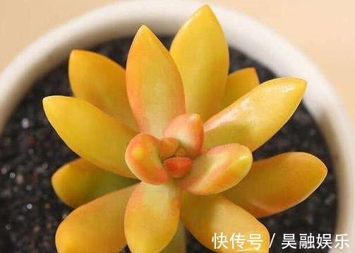多肉植物|多肉铭月徒长怎么办教你3个小妙招,轻松解决徒长植株更美观